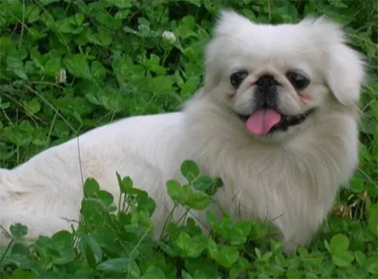 京巴犬在哪里买