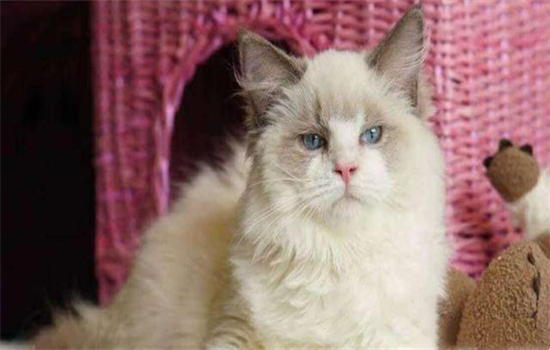 猫肾衰竭的症状有什么