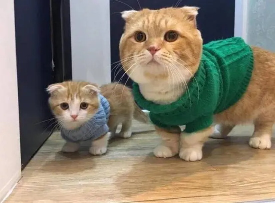 猫咪膀胱炎怎么治疗？