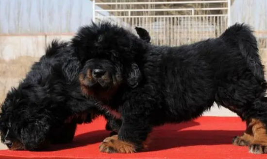 怎么样训练藏獒幼犬