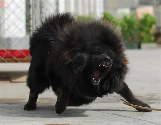藏獒起源于哪里？有人知道吗？