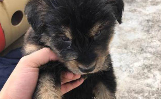 纯种藏獒幼犬价格 出售500元