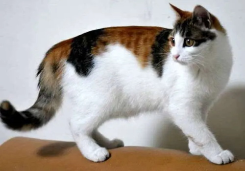 猫猫口腔疾病有哪些?