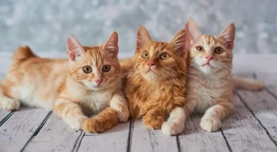 猫能吃栗子吗？