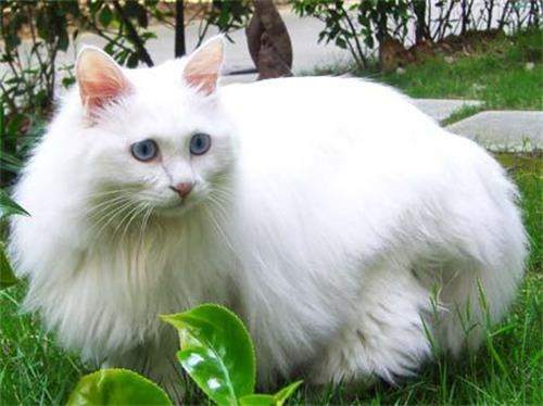 猫咪能吃石榴吗？