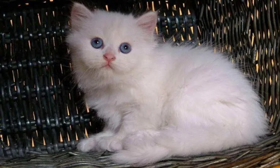 发现猫咪感冒打喷嚏怎么办？
