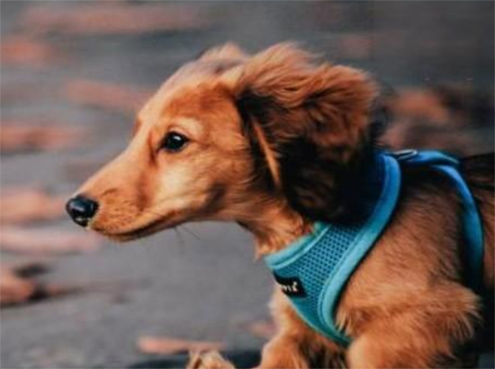 蝴蝶犬杂交幼犬的特征