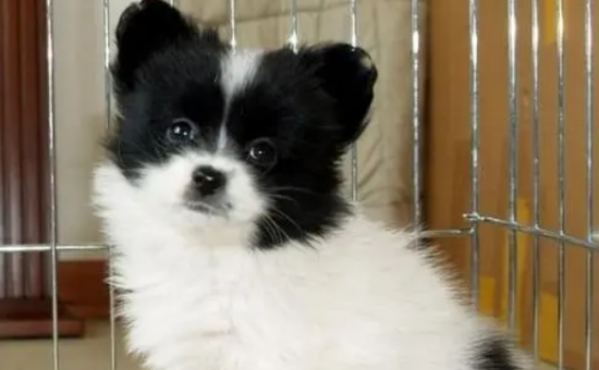蝴蝶犬产后怎么喂养？