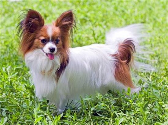 蝴蝶犬什么颜色好