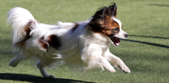蝴蝶犬训练技巧有哪些