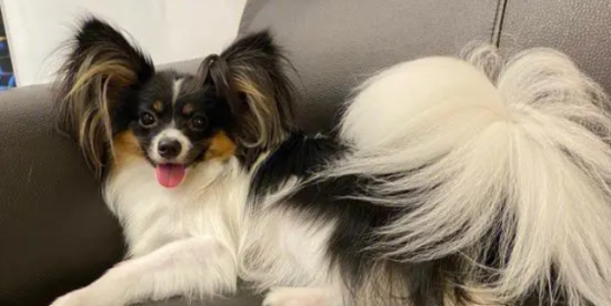 如何判断蝴蝶犬的年龄