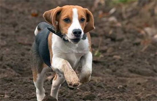 比格猎犬需要训练什么