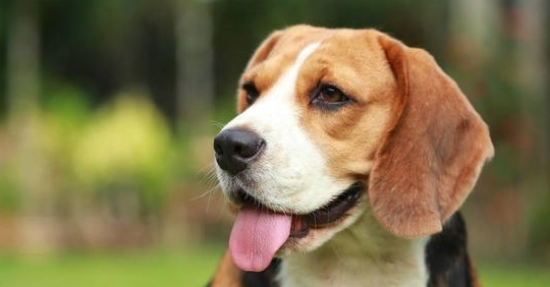 比格犬的训练常见问题？训练问题有哪些？