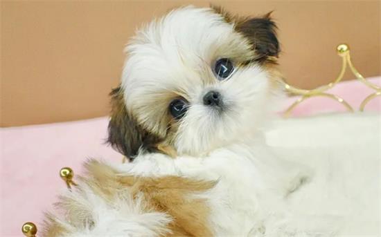 西施犬幼犬多少钱一只