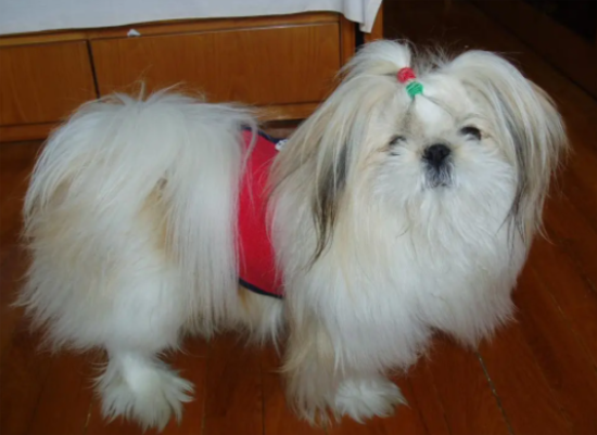 西施犬是中国的吗