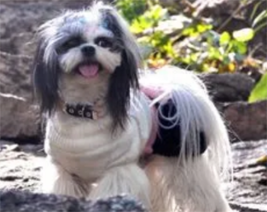 西施犬的缺点有哪些，来了解下吧