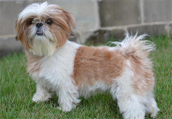 西施犬图片大全