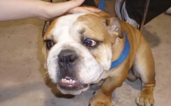 西班牙斗牛犬多少钱一只