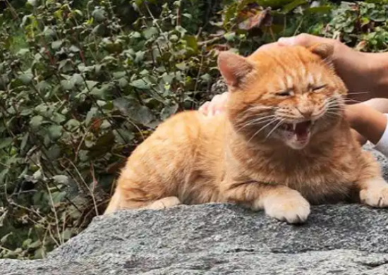 泰山猫咪一天被800个游客摸头，一脸生无可恋