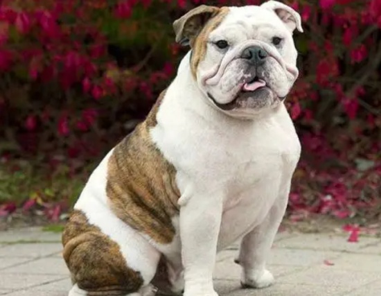 英国斗牛犬感冒怎么办？不妨来这里看看吧