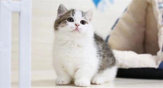 猫有狂犬病的症状一般会是怎样