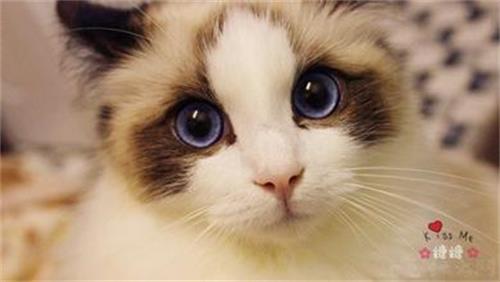 布偶猫吃什么不会软便