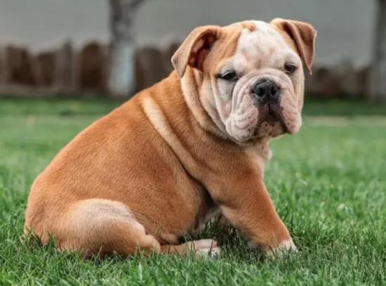 英国斗牛犬缺点是什么，想知道的来看看