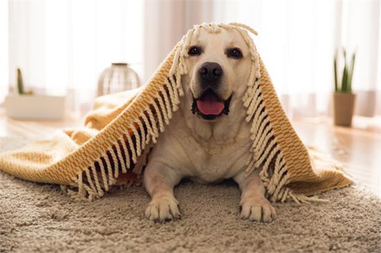 拉布拉多寻回犬的体高是多少
