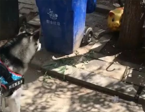 走着走着二哈突然停下，看仔细之后吓得落荒而逃，网友：怕猪？ 