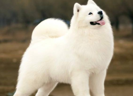 萨摩耶幼犬大概多少钱一只