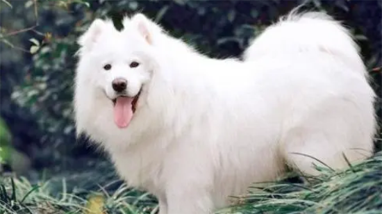 萨摩耶犬瘟热的症状有哪些