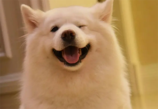 选购时如何观察萨摩耶犬是否健康