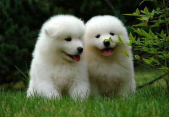 萨摩耶犬生病的治疗方法是什么？怎么预防？