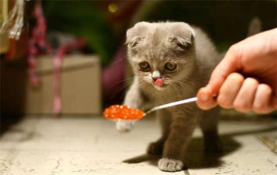 猫咪口炎会传染其他猫吗？