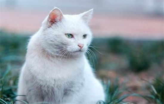如何治疗猫丝虫病 猫咪得丝虫病原因