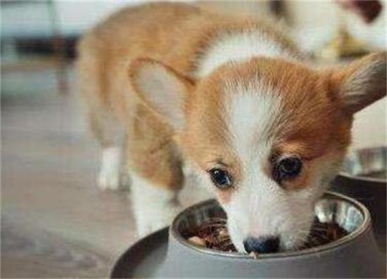 柯基犬吃多了拉稀怎么办