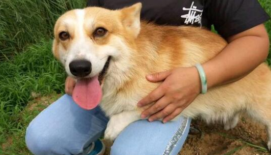 柯基犬怎么驯养训练