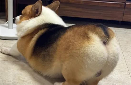 柯基犬小狗多少钱一只？适合普通家庭饲养