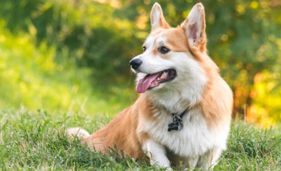 家有柯基犬，冬天可以放在院子里养吗？