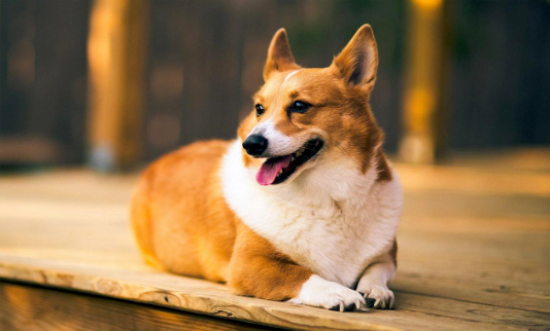 柯基犬喜欢吃豆腐吗？