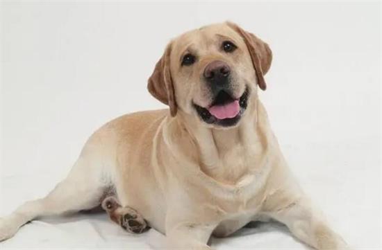 农村的养拉布拉多犬怎么样？
