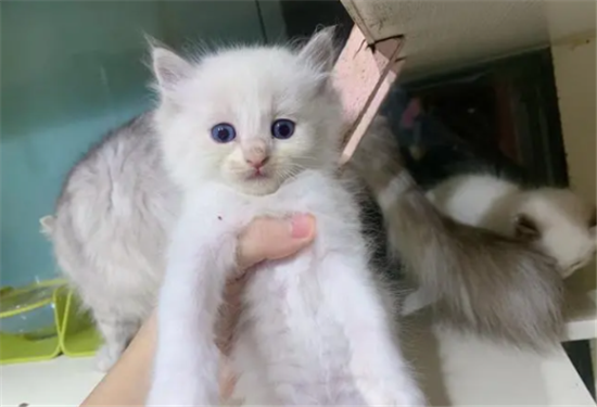 新到家的小猫不吃东西怎么办？