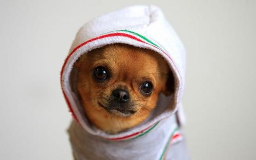 犬细小有什么危害？