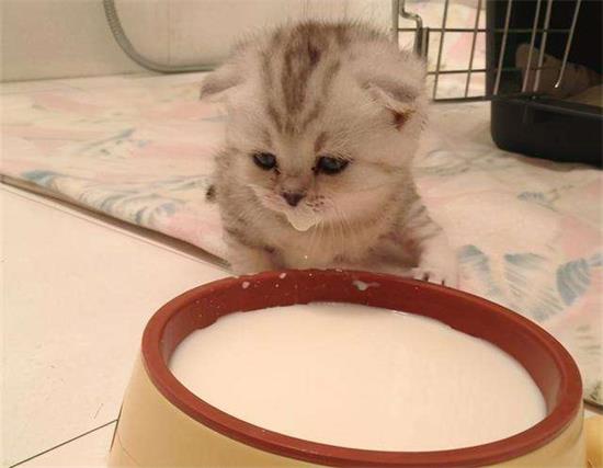 刚出生的小猫需要打几针疫苗