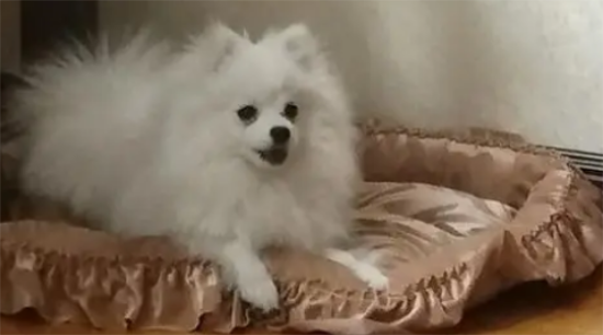 博美总尿到厕所外面怎么办啊