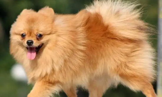 博美犬的性格及脾气到底如何？