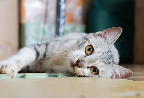 猫鼻子由粉变白 猫咪常见症状治疗