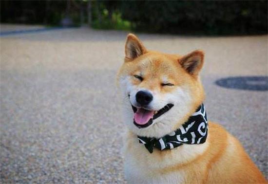 上海哪里有卖柴犬