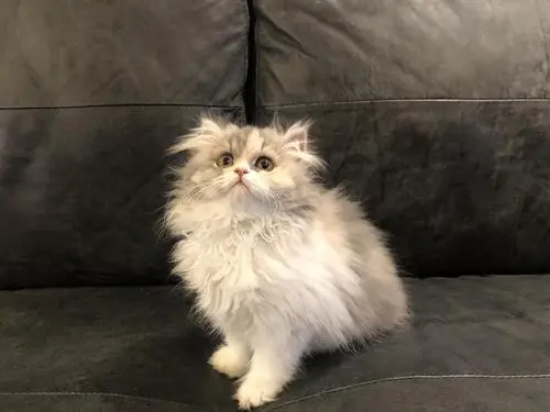 猫三联预防哪些疾病 你不知道的猫三联