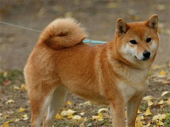 3个月的柴犬一般多重